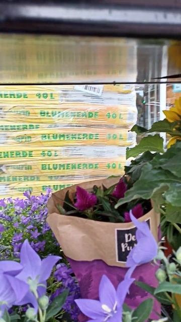 Цены на Цветы в Маркете COMBI, Германия смотреть онлайн