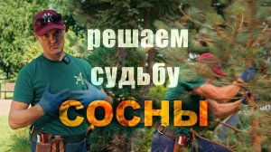 Реабилитация угнетенной сосны с Андреем Тихомировым