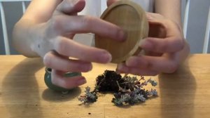 ASMR *no talking* - Fast Tapping - Cape Blanco repotting