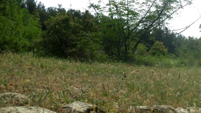 tamiya cc01 unimog 406 rusty-forest trial смотреть онлайн