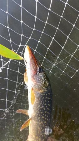 Рудра четко работает по щуке в летнюю жару #рудра #щука #спиннинг #pike #pikehunter