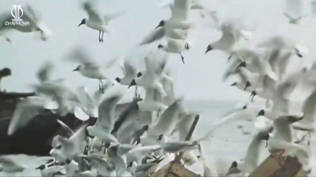 Большак - Владимир Храпонов @2025@ Студия Владимир + Мила г Сочи
