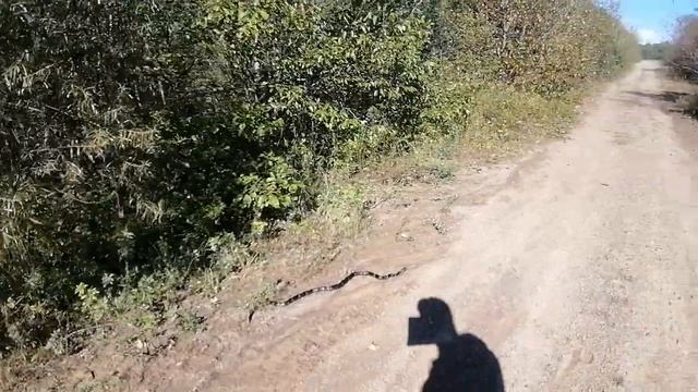 ТИГРОВЫЙ ПОЛОЗ. смотреть онлайн