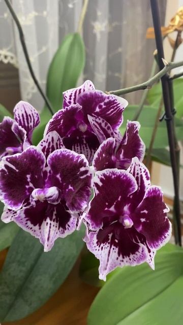 Орхидея Фаленопсис Биг Лип смотреть онлайн