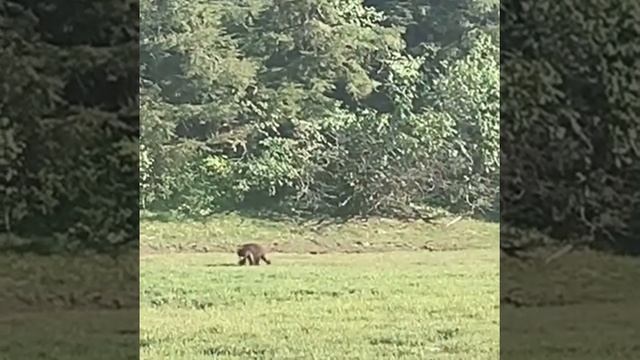 Brown Bear Family in Alaska смотреть онлайн