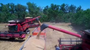 Агрофирма Целина