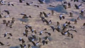 АРКАДИЙ КОБЯКОВ - УНЕСИТЕ МЕНЯ, ЖУРАВЛИ