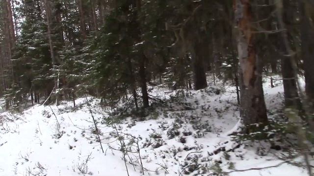 Брожу по тайге  Медведь шатун опасный злобный зверь