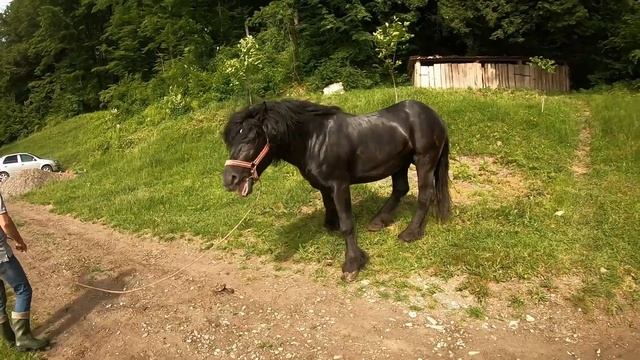 ЧАРЛІ ,ЖЕРЕБЕЦЬ НА ПАРОВКУ 🍓 смотреть онлайн
