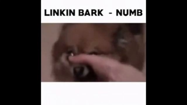 Remix животных Linkin Bark Numb смотреть онлайн