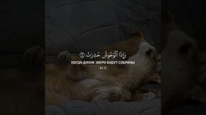 AbdurRahman Al-Masoudi | Сура 81 Ат-Таквир | Красивое чтение Корана