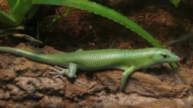 EMERALD SKINK смотреть онлайн