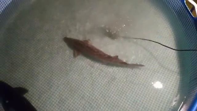 Yearly check-up: Beluga, Naccarii, Transmontanus смотреть онлайн