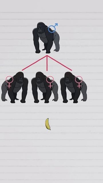 Por que o pênis dos humanos é maior que dos outros primatas? #shorts смотреть онлайн