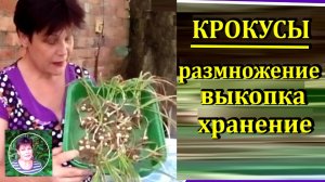 Как размножать крокусы Когда выкапывать и как хранить крокусы