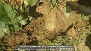 Батат. Сезон 2018.