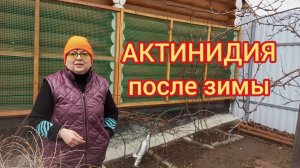 АКТИНИДИЯ/ ПОДВЯЗКА/ОБРЕЗКА.20.04.25г