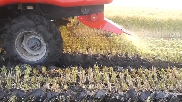 Комбайн YTO6606 (4YZ-6) - Уборка риса смотреть онлайн