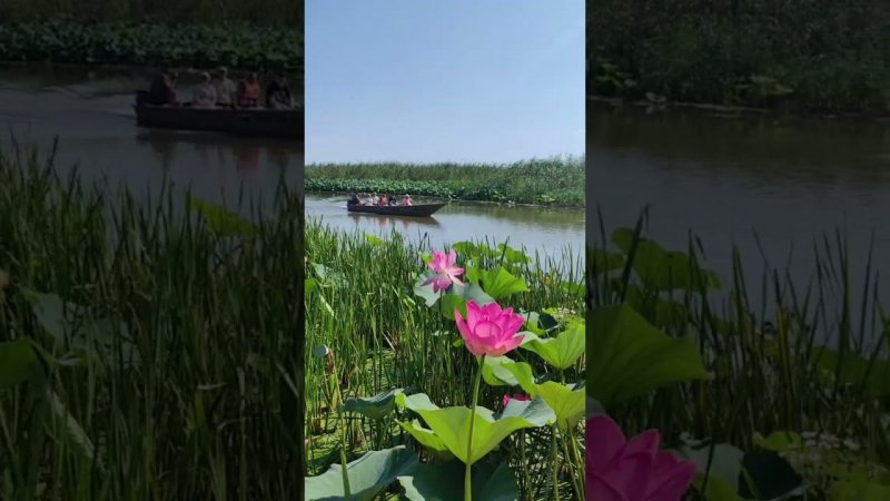А вы знали, что в России есть лотосовые поля? #туризм #тур #путешествие #путешествие #лотосы