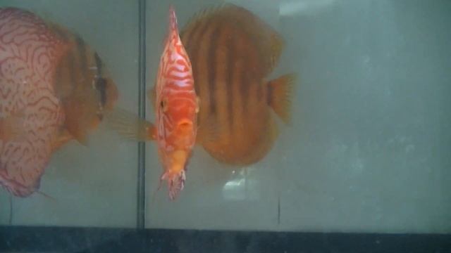 Отправочка Дискусов в Подмосковье. Большие Дискусы. смотреть онлайн