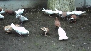 #Бакинские#голуби#Иранские#голуби#Носатые#афганские#голуби