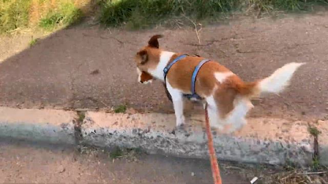 DIY. ДРТ Мирта потрошитель бобров. Jack Russell terrier