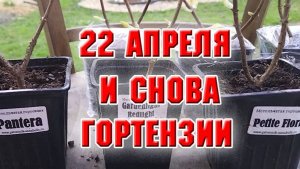 22 апреля. И снова гортензии