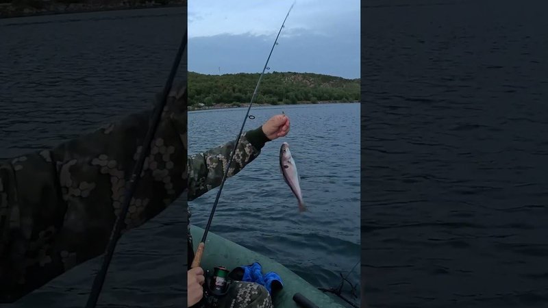Залив ловля пикши #fishing