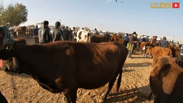 МОЛ БОЗОР НАРХЛАРИ ОНА БОЛА СИГИРЛАР 21-ОКТАБРЬ