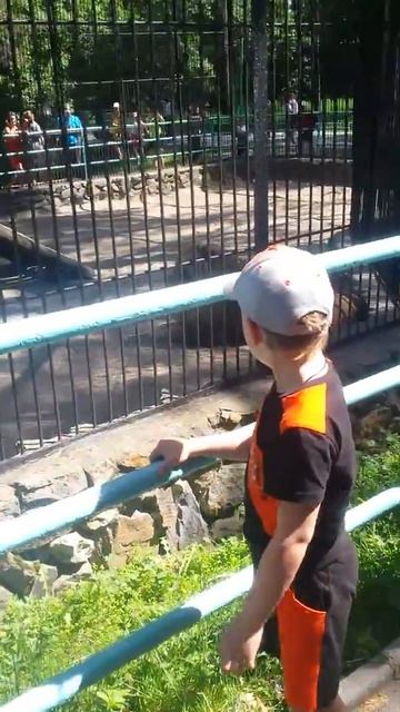 Лев скучает в зоопарке смотреть онлайн