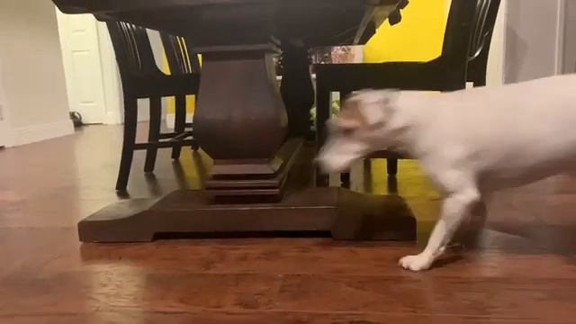 FSPA PSA - Keep Your Pets Safe PSA by Alexander Escobar II