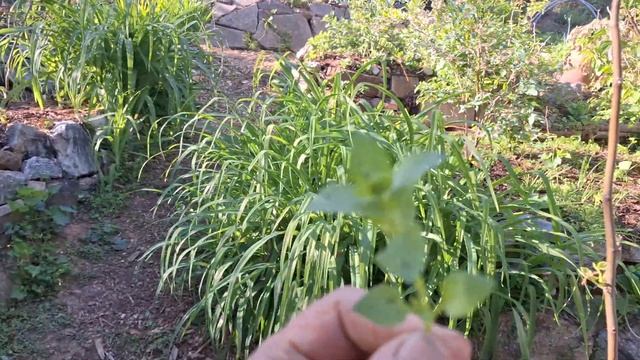 stacking and packing at Phat Ninja Foodforest
