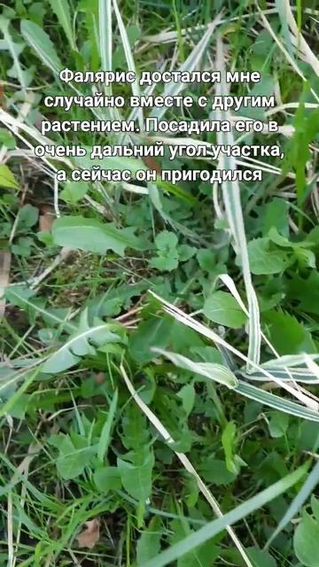 Посадила фалярис (канареечник) в старое ведро #дача #дачныедела #дачнаяжизнь #нашадача #надаче #сад