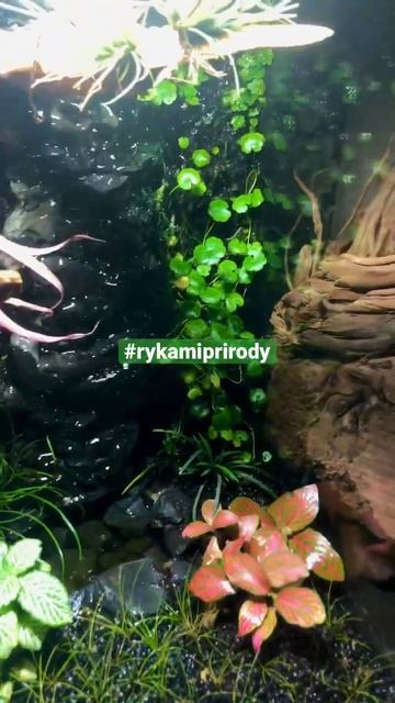 Террариум 30/30/45 для крабов Geosesarma #rykamiprirody #оформлениетеррариума смотреть онлайн