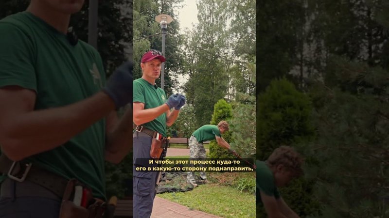 Обрезали две сосны. Красавица и чудовище #сосна #дача #природа #сад #ниваки #обрезка