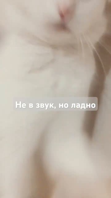 кошка бьёт телефон?  cute милота aesthetic cat catlover топ like youtubeshorts subscribe