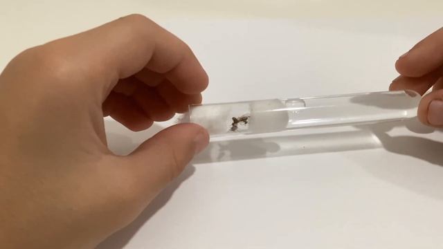 are twig ant queen past. but we got new yellow crazy ant queens смотреть онлайн