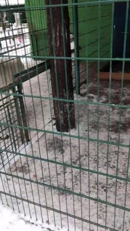 Полярные волки в зоопарке