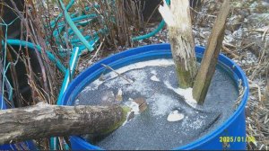 Сад-огород в январе 2025 года