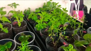 Обзор рассады 2020 Январь