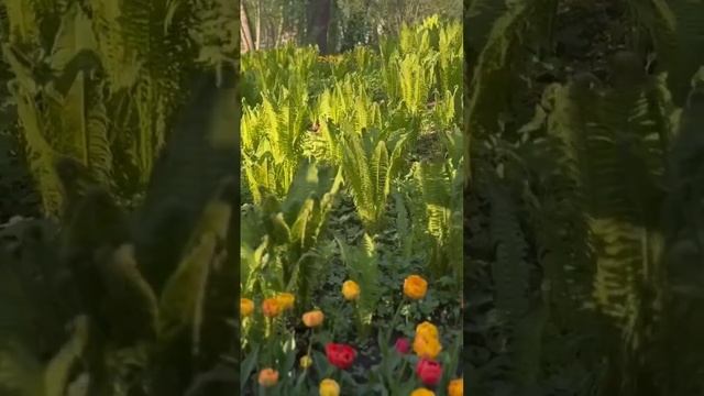 Фестиваль тюльпанов в Санкт-Петербурге 2024 #цпкио #елагиностров #tulip #chill