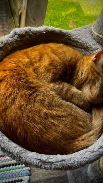 Simba Sheba Ace❤️ смотреть онлайн