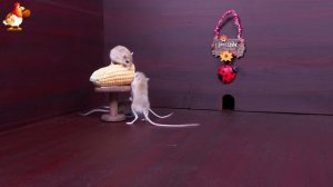 Видео для кошек про крысок развлекать питомцев 🐭🐀😂 (51)