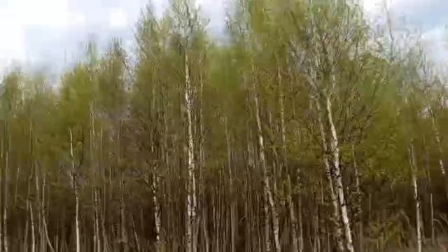 деревенские будни