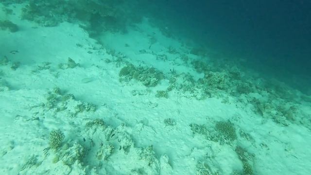 Scuba Diving at Alternatives Sharm El Sheikh Egypt - Huge Moray Eel - Starry Puffer fish - Unicorn смотреть онлайн