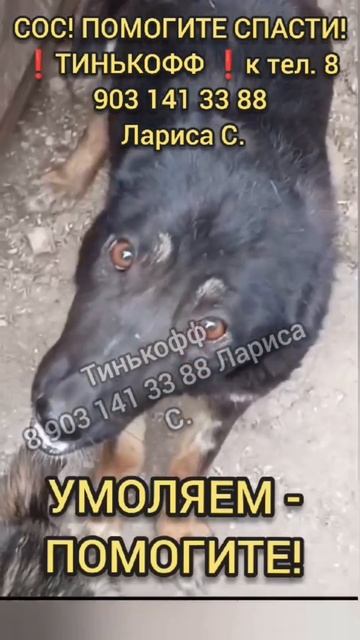Грядёт ТРАГЕДИЯ -  предписание об усыплении. Помогите спасти Невинных Собак!  #собакавбеде#