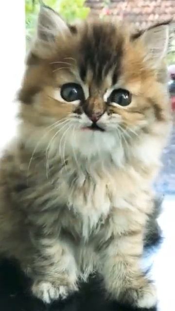 Persian cats kitten in mumbai  Tabby Print Beautiful marking  WhatsApp6392929085 shorts