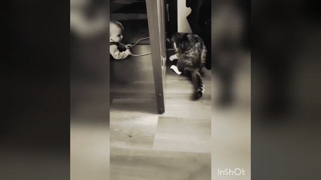 Бесиловки кошки котики коты карапузики. Ох уж эти детки