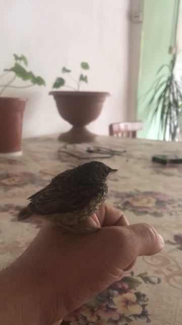 Мама завет к себе, а этот игнорирует. Говорит и тут хорошо. ) смотреть онлайн