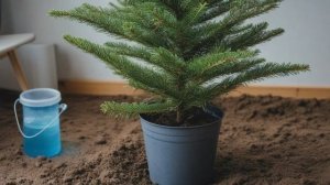 Как сохранить свежесть живой новогодней ёлки подольше. - Уход за комнатными цветами